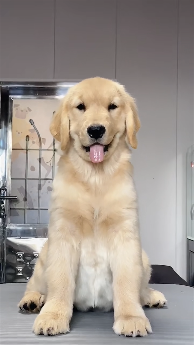 奧特曼-無(wú)窮母犬1